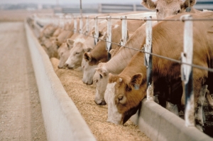 Cattle Feed Services