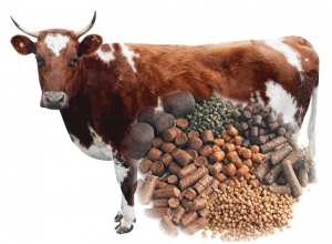 Cattle Feed Manufacturer Supplier Wholesale Exporter Importer Buyer Trader Retailer in Bilaspur  India