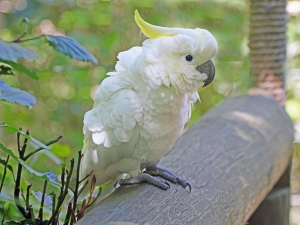 Cockatoo