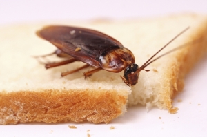 Cockroach Control Services in Guwahati Assam India