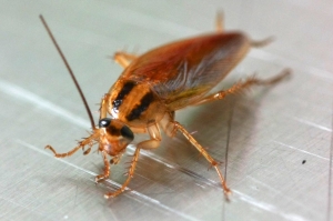 Service Provider of Cockroach Free Zone Service New Delhi Delhi 