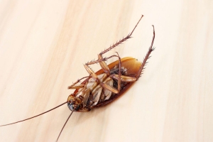 Service Provider of Cockroach Treatment Lucknow Uttar Pradesh