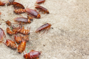 Cockroaches Control