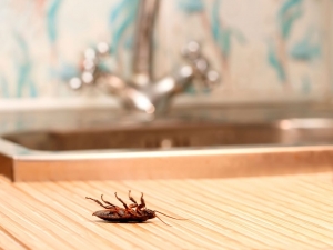 Cockroaches Management Services Services in Gurgaon Haryana India