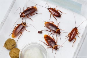 Cockroaches Pest Control Services