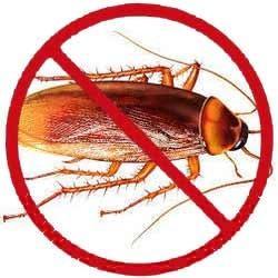 Service Provider of Cockroaches Pest Control Ranchi Jharkhand 