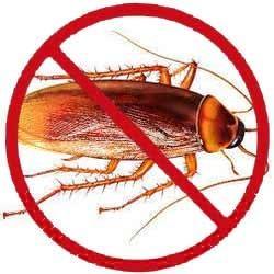 Service Provider of Cockroaches Pest Control Ranchi Jharkhand