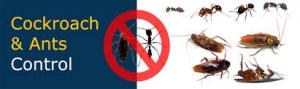 Service Provider of Cockroaches and Ant Control Mumbai Maharashtra