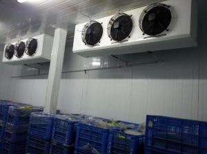 Cold Storage Service Services in Raipur Chattisgarh India