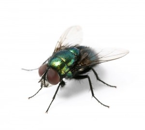 Common Fly Pest Control Services in Ranchi Jharkhand India