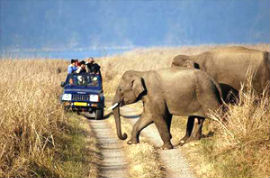 Corbett National Park Tour Services in Jaipur Rajasthan India