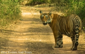 Service Provider of Corbett Tiger Reserve New Delhi Delhi