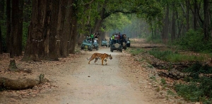 Service Provider of Corbett Tiger Safari Tour New Delhi Delhi