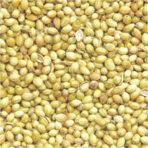 CORIANDER SEED Manufacturer Supplier Wholesale Exporter Importer Buyer Trader Retailer in KOCHI Kerala India