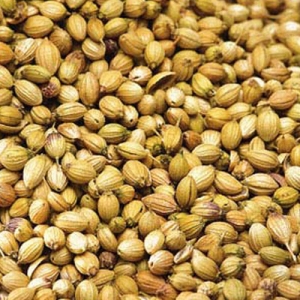 Coriander Seeds Manufacturer Supplier Wholesale Exporter Importer Buyer Trader Retailer in Mandsaur  India