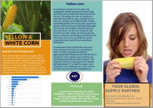 Manufacturers Exporters and Wholesale Suppliers of CORN ( YELLOW  & WHITE) kolkata West Bengal
