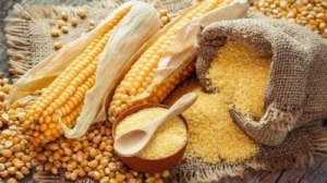 Corn and Maize Manufacturer Supplier Wholesale Exporter Importer Buyer Trader Retailer in Gondia Maharashtra India