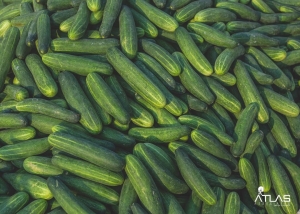 Cucumber