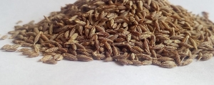 Manufacturers Exporters and Wholesale Suppliers of Cumin Seed Nagpur Maharashtra