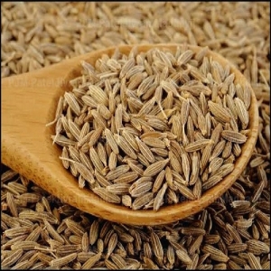 Cumin Manufacturer Supplier Wholesale Exporter Importer Buyer Trader Retailer in Mahuva Gujarat India