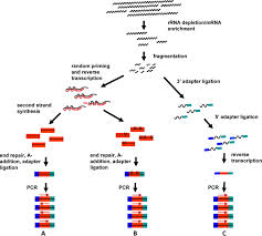 D N A( Deoxyribonucleic Acid) R N A( Ribonucleic Acid) Sequencing