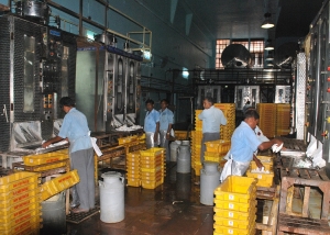 Dairy Plants Services in Bilaspur  India