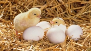 Manufacturers Exporters and Wholesale Suppliers of Day Old Baby Chicks Hajipur Bihar