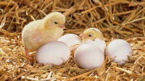 Day Old Baby Chicks