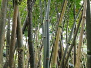 Dendrocalamus Strictus