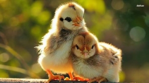 Desi Chicks