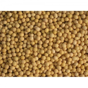Manufacturers Exporters and Wholesale Suppliers of Dried Soyabean Nagpur Maharashtra