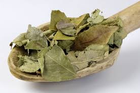 Manufacturers Exporters and Wholesale Suppliers of Dry Curry Leaves Ahmedabad Gujarat