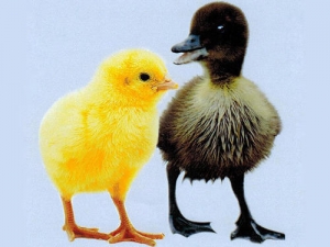 Duck Chicks Manufacturer Supplier Wholesale Exporter Importer Buyer Trader Retailer in Hajipur Bihar India