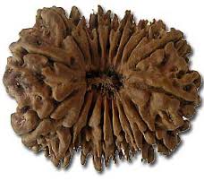 Manufacturers Exporters and Wholesale Suppliers of Eighteen Mukhi Rudraksha Durgapur West Bengal