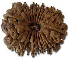 Manufacturers Exporters and Wholesale Suppliers of Eighteen Mukhi Rudraksha Durgapur West Bengal