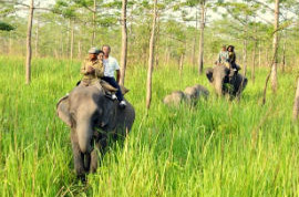 Elephant Safari In Corbett Services in Jaipur Rajasthan India