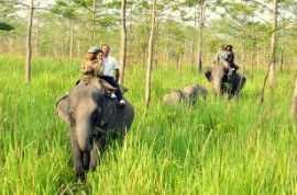 Service Provider of Elephant Safari In Corbett Jaipur Rajasthan