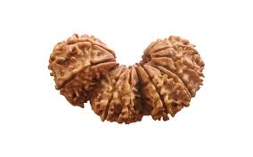 Manufacturers Exporters and Wholesale Suppliers of Eleven Mukhi Rudraksha Durgapur West Bengal