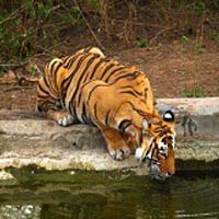 Escape With Tigers Of Sariska Tour Services in New Delhi Delhi India