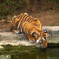 Service Provider of Escape With Tigers Of Sariska Tour New Delhi Delhi