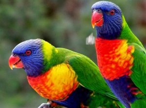 Exotic Birds