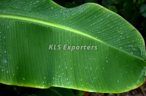 Manufacturers Exporters and Wholesale Suppliers of FRESH BANANA LEAF Tiruchirappalli Tamil Nadu