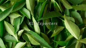 FRESH CURRY LEAVES Manufacturer Supplier Wholesale Exporter Importer Buyer Trader Retailer in Tiruchirappalli Tamil Nadu India