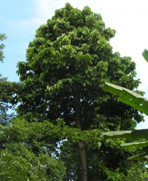 Firewood Species