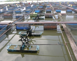 Manufacturers Exporters and Wholesale Suppliers of Fish Cage Culture System Nagpur Maharashtra