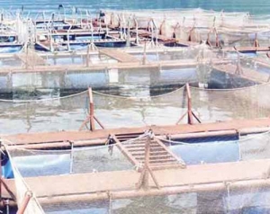 Fish Cage Systems