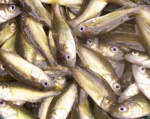 Fish Fingerling