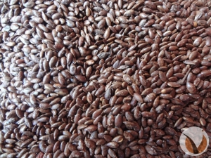 Organic & Roasted Flax Seeds (Linseed) Manufacturer Supplier Wholesale Exporter Importer Buyer Trader Retailer in Rajkot Gujarat India