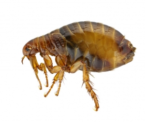 Fleas Control