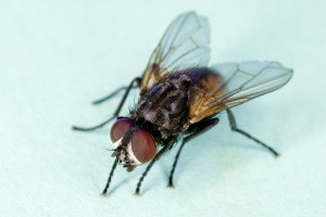 Service Provider of Flies Treatment Lucknow Uttar Pradesh 